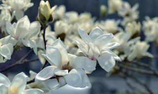 不同颜色玉兰花的花语 不同颜色玉兰花的花语与寓意