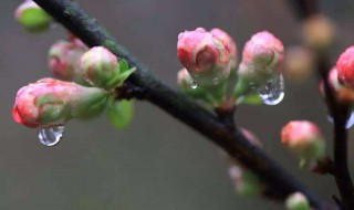 密密的春雨像什么（密密的春雨像什么一年级）