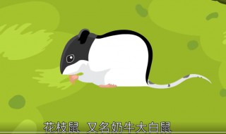 猫和老鼠里面的老鼠是什么鼠 猫和老鼠里面的鼠叫什么名字