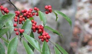 平日所看见的冬青 平日所看见的冬青叫什么