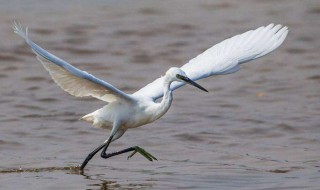 白鹭的特点有哪些 白鹭的特点有哪些?