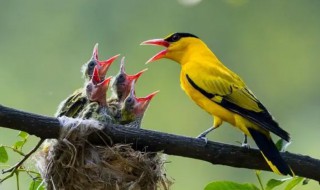 黄鹂鸟是几级保护动物 黄鹂鸟是几级保护动物图片