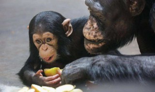 猩猩吃什么 山地大猩猩吃什么