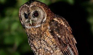 猫头鹰是什么科 猫头鹰是什么科属种