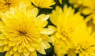 哪些植物可以在室内运输 哪些植物可以在室内运输氧气