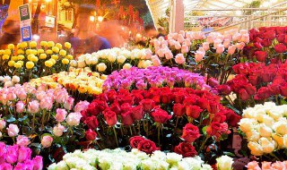 老板办公室的风水植物有哪些推荐（老板办公室摆放什么植物比较好）