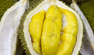 外形相似的菠萝蜜和榴莲有哪些区别（菠萝蜜和榴莲外表的区别）