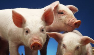 鸡蛋能和杨树花一起给动物吃吗 鸡蛋和杨树蘑菇能一起吃吗