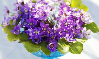 盆栽水生植物育种中的注意事项（水生植物栽培）