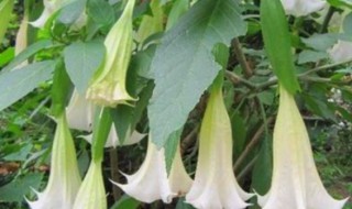 曼陀罗花的特征（曼陀罗花是啥样）