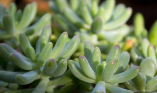 玉米石的风水学应用 玉石玉米