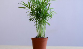 袖珍椰子的风水学应用（袖珍椰子风水摆放位置）