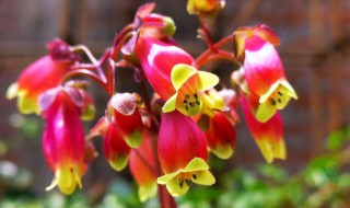 宫灯长寿花的风水学应用（宫灯长寿花的寓意）