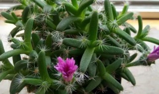 紫晃星的风水学应用（多肉紫晃星的繁殖方法有哪些）