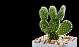 仙人球开花代表的意思（仙人球开花代表的意思和象征）