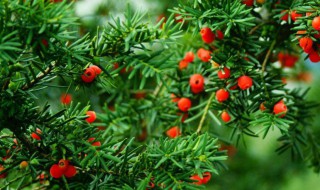 植物熊猫之称 银杉有植物熊猫之称