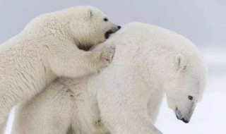 冬天有什么动物冬眠 冬天有什么动物冬眠了