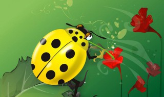 瓢虫长什么样子（瓢虫长什么样子图片）