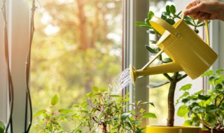 银芽柳怎么养（银芽柳养护方法）