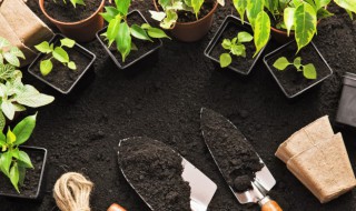 绿植一帆风顺怎么养 绿植一帆风顺怎么养水培的