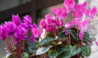 仙客来夏天怎么养（仙客来夏天怎么养殖）