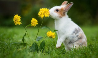 兔子冬天怎么养（兔子冬天怎么养吃什么）