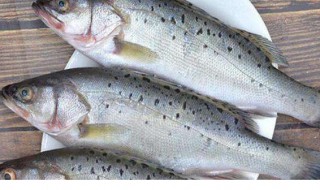 鲈鱼怎么养（家里养鲈鱼怎么养）