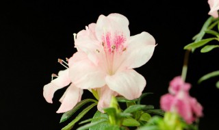 杜鹃秋季怎么养 杜鹃花秋天怎么养家庭养法