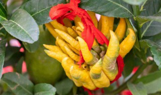 佛手柑怎么养（佛手柑怎么养才能开花）