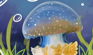 赤月水母怎么养（赤月水母怎么养活）