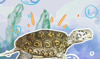 钻纹龟怎么养 钻纹龟怎么养白