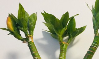 富贵竹冬季怎么养（富贵竹冬季怎么养才好）