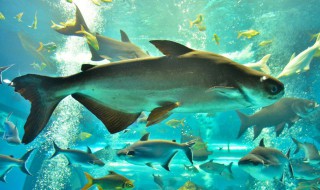 鲨鱼怎么养 鲨鱼怎么养小鲨鱼