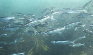 白鲢鱼怎么养 白鲢鱼怎么养长得快