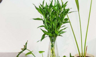 花瓶里养水竹子怎么养 花瓶里养水竹子怎么养好