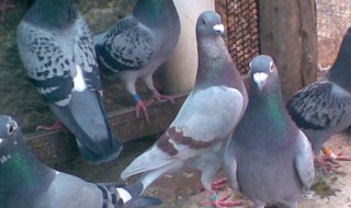 鸽子怎么养繁殖快（鸽子怎样养繁殖快）