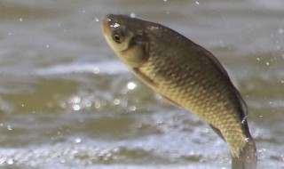 鲫鱼怎么养才长得快（鲫鱼怎么养才能养活）