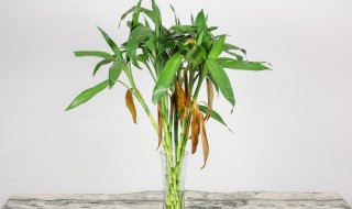 怎么养富贵竹才不会黄叶（冬天怎么养富贵竹才不会黄叶）