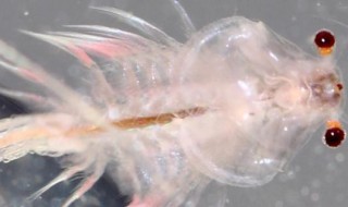 丰年虾怎么养大（丰年虾怎么养活）