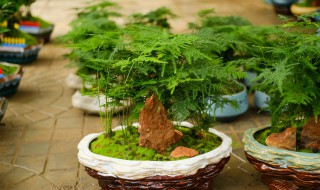 文竹怎么该怎么养（文竹怎么养?）