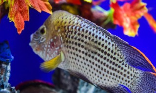 刚出生的小鱼怎么养（刚出生的小鱼怎么养才能养活）