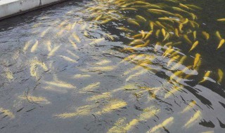 冬天怎么养鱼（冬天怎么养鱼水温）