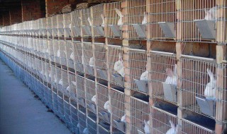 兔子怎么养殖技术（兔子怎么养殖技术和管理）