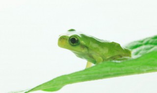 林蛙怎么养 林蛙怎么养殖基地