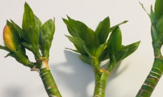 龙竹怎么养（龙竹怎么养出根）