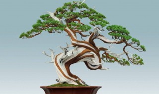 柏树盆景怎么养护（柏树盆景怎么养护好）