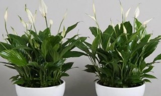 花卉一帆风顺怎么养（花卉一帆风顺怎么养植）