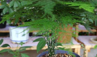文竹冬天怎么养（文竹冬天怎么养才能安全过冬）