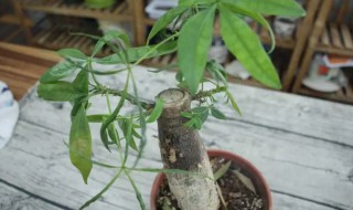 小发财树主干怎么养粗（小发财树主干怎么养粗壮）