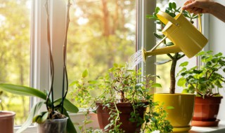 姜荷花怎么养 姜荷花怎么养殖喜阴还是喜阳